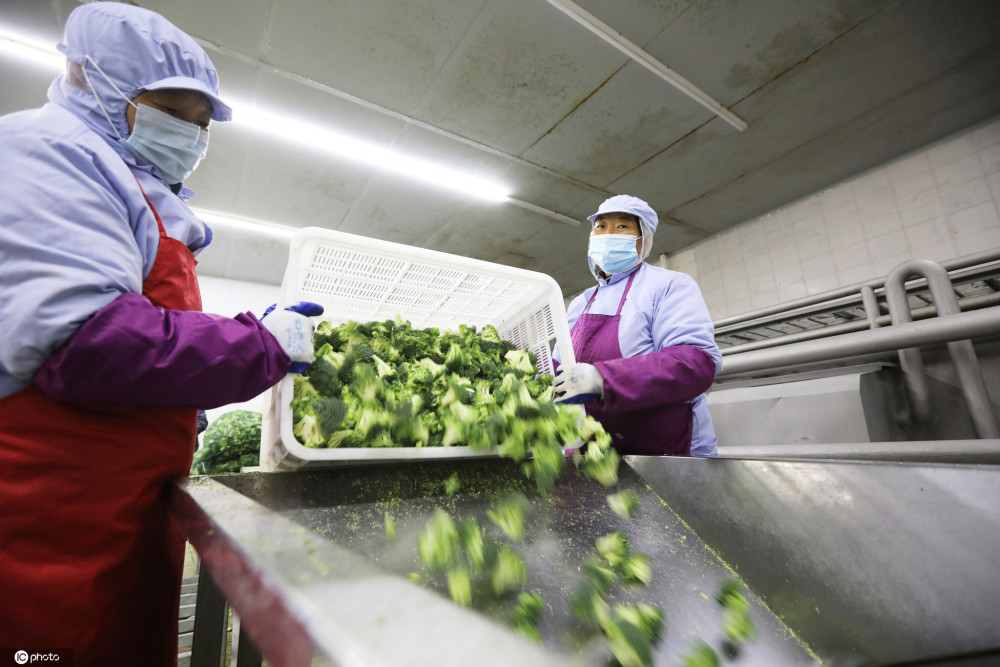 江苏滨海蔬菜走出国门远销欧美年产值3亿元以上